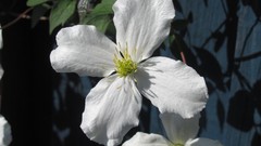 Flowers nature white flowers