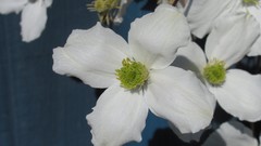 Flowers nature white flowers