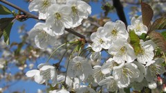 Flowers nature white flowers