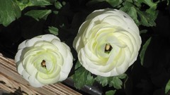 Flowers nature white flowers