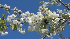 Flowers nature white flowers
