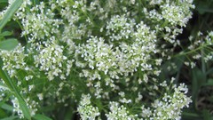 Flowers nature white flowers