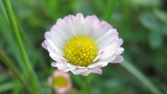 Flowers nature white flowers