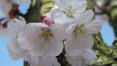 Flowers nature white flowers