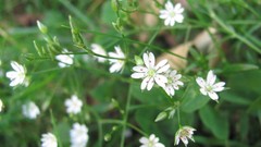 Flowers nature white flowers