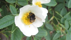 Flowers nature white flowers