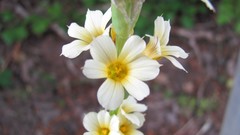 Flowers nature white flowers