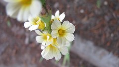 Flowers nature white flowers