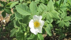 Flowers nature white flowers