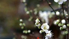 Flowers nature white flowers