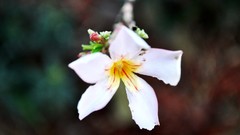 Flowers nature white flowers