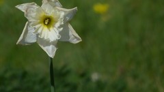 Flowers nature white flowers