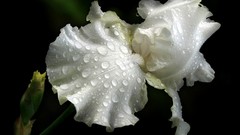 Flowers nature white flowers