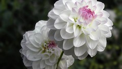Flowers nature white flowers