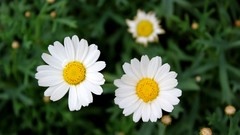Flowers nature white flowers