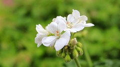 Flowers nature white flowers