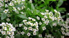 Flowers nature white flowers