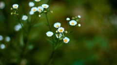 Flowers nature white flowers