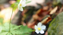 Flowers nature white flowers