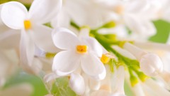 Flowers nature white flowers