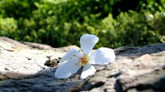 Flowers nature white flowers