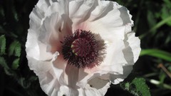 Flowers nature white flowers anemones (flower)