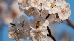 Flowers nature white flowers blossoms