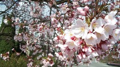 Flowers nature white flowers blossoms
