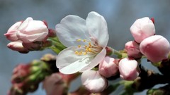 Flowers nature white flowers blossoms
