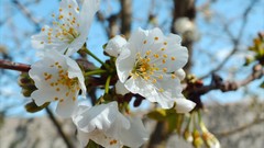 Flowers nature white flowers blurred background