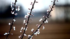 Flowers nature white flowers blurred background depth of field