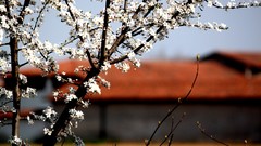 Flowers nature white flowers blurred background flowered trees
