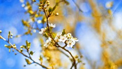 Flowers nature white flowers bokeh blossoms depth of field