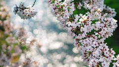 Flowers nature white flowers bokeh cherry blossoms