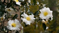 Flowers nature white flowers camellias