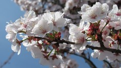 Flowers nature white flowers cherry blossoms
