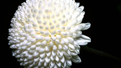Flowers nature white flowers chrysanthemums flower petals