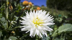 Flowers nature white flowers dahlias