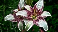 Flowers nature white flowers digital art Fractalius