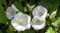 Flowers nature white flowers flower petals