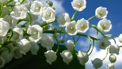 Flowers nature white flowers lily of the valley