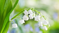 Flowers nature white flowers lily of the valley