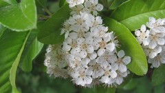 Flowers nature white flowers multicolor
