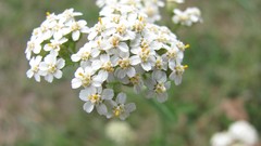 Flowers nature white flowers multicolor