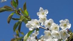 Flowers nature white flowers multicolor