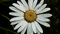 Flowers nature white flowers national geographic