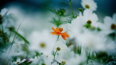 Flowers nature white flowers orange flowers depth of field