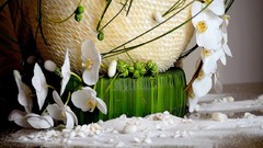 Flowers nature white flowers Orchids baskets