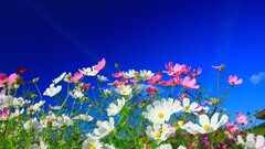 Flowers nature white flowers pink flowers cosmos flower Plants