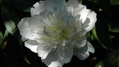 Flowers nature white flowers romania